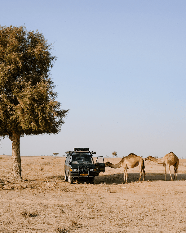 Visitors in the desert - @countless_roads 03/2023 Amy and Jeroen from @countless_roads park their Mitsubishi L300 4x4 under a lone desert tree while a curious camel approaches the van in the vast Arabian landscape under a clear blue sky. The scene captures authentic vanlife and overlanding adventure on the Arabian Peninsula, reflecting the calm and beauty of off grid travel through Oman and Saudi Arabia.