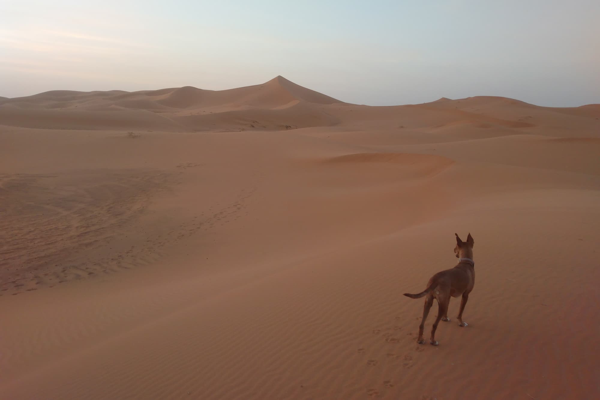Boswell in the Saharan Desert near Taouz, Morocco - @minimalistlandscapes 12/2024 Boswell, Daniel's (@minimalistlandscapes) loyal dog, exploring the vast golden sand dunes near Taouz, Morocco, with soft footprints trailing behind and a serene desert horizon stretching ahead. A peaceful moment capturing vanlife and the bond between traveler and companion.