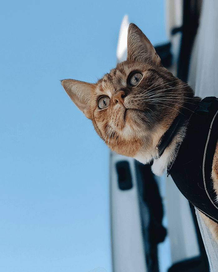 From little farm kitty to world explorer - @chanti.and.ollie 12/2022 Close-up of ginger cat Ollie from @chanti.and.ollie wearing a harness, looking out from the doorway of a white Opel Movano campervan against a clear blue sky during a European vanlife journey.