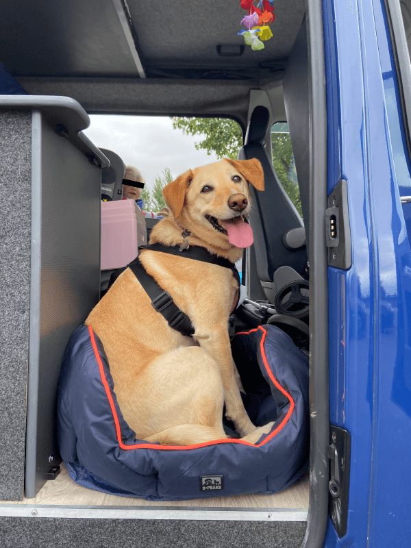 Daisy Duke can't get enough of the vanlife - @thehappycamper2020 10/2020 Happy golden retriever sitting in a padded dog bed in the back of a blue van, with a young child in a car seat visible in the background, both ready for a road trip.