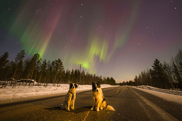 Ena & Max under northern lights - @hrvoje_juric 12/2022 Two dogs, Ena and Max, sit on a snow-lined road under a vivid aurora borealis sky in Finnish Lapland during Hrvoje Juric’s Dacia Duster winter overland journey. The green and purple northern lights illuminate the night, showcasing the remote wilderness and magic of Arctic photography adventures.