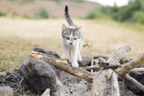 Rocky, our small stowaway - @coyama.live 03/2023 Rocky, the small rescued kitten found by Tamara & Barry from @coyama.live on their vanlife journey, walks across a circle of firewood and stones at a wild camping spot in Romania. His white and gray fur is slightly dusty as he explores the outdoor campsite, capturing the early days of his rescue during their long term adventure in their Mercedes Sprinter.